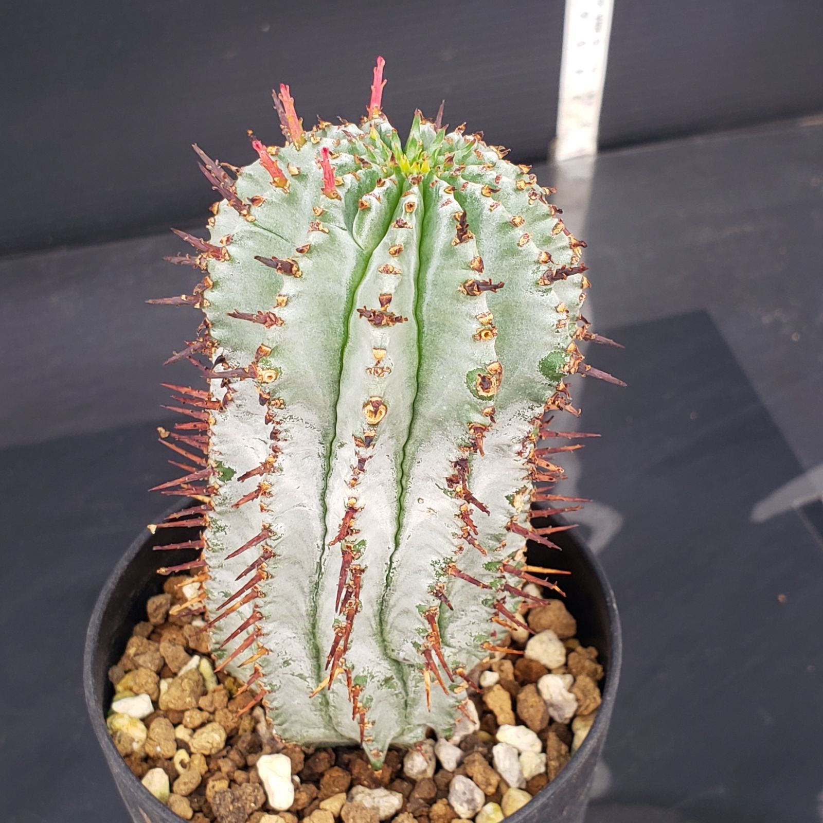 メルカリ便発送☆多肉植物 ホリダ 達磨白虎ハイブリッド(ちょび