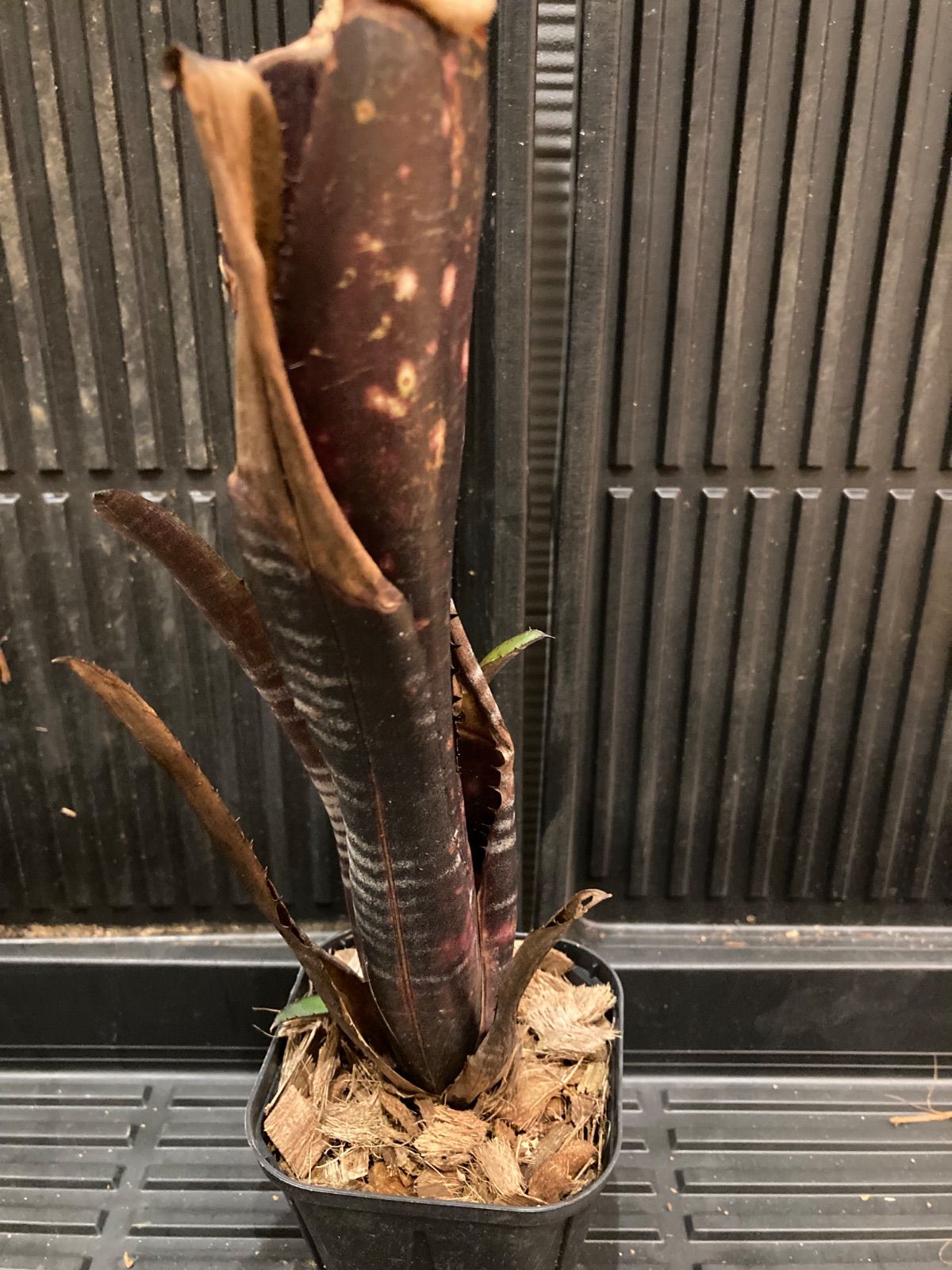 ビルベルギア Billbergia 'Darth Vader' - メルカリ