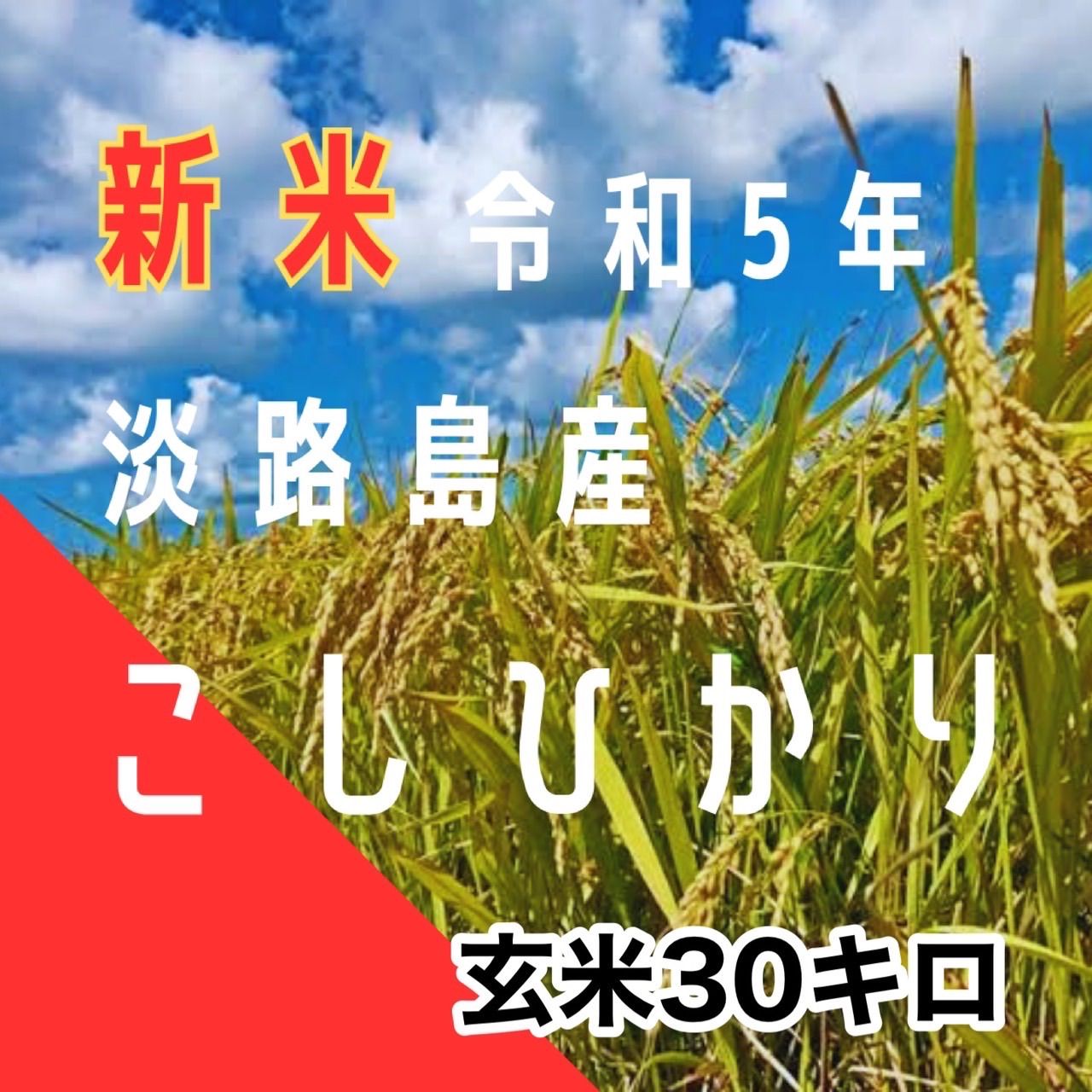 新米 令和5年産 こしひかり玄米30キロ 淡路島産 産地直送