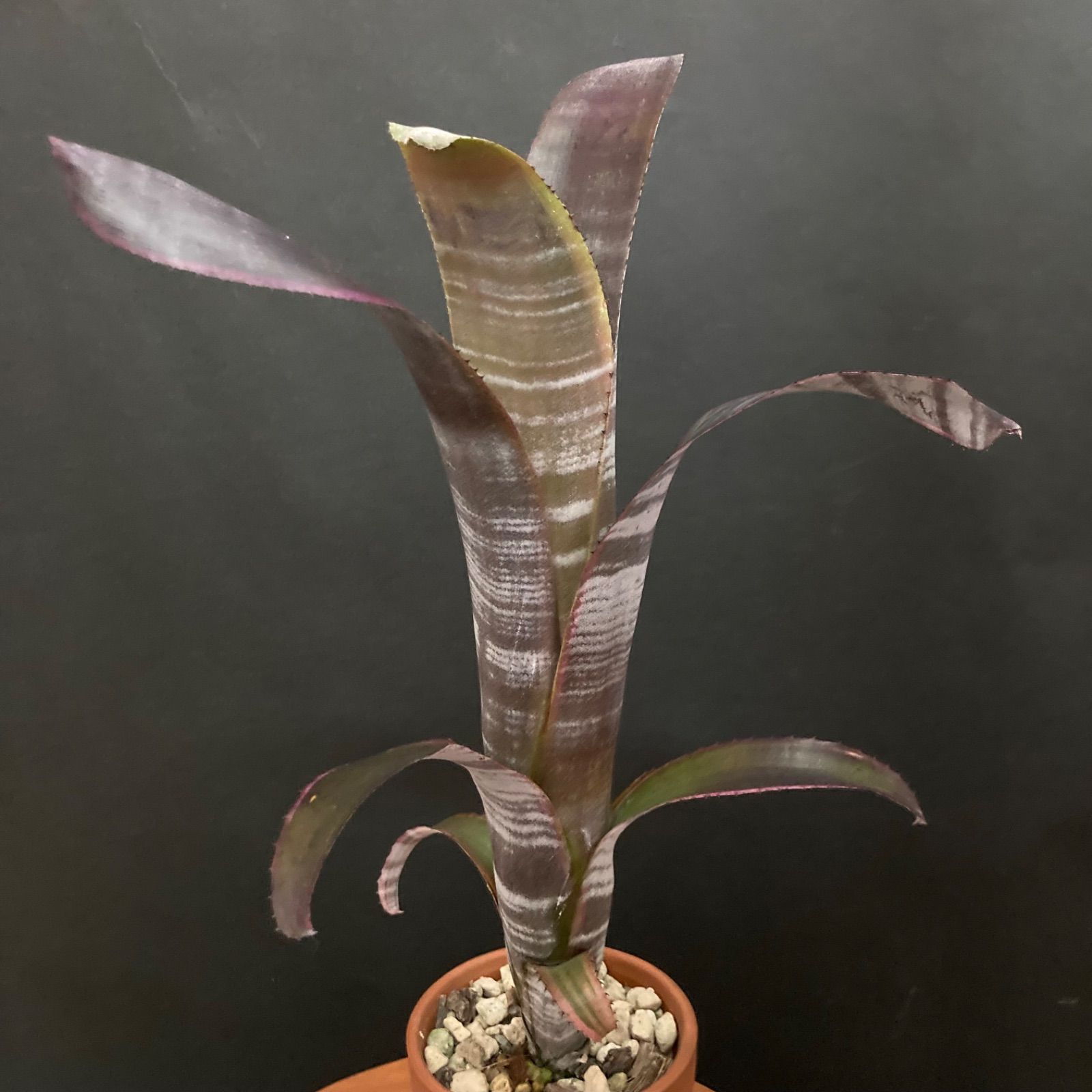 ビルベルギア スターダスト 観葉植物 抜き苗 タンクブロメリア