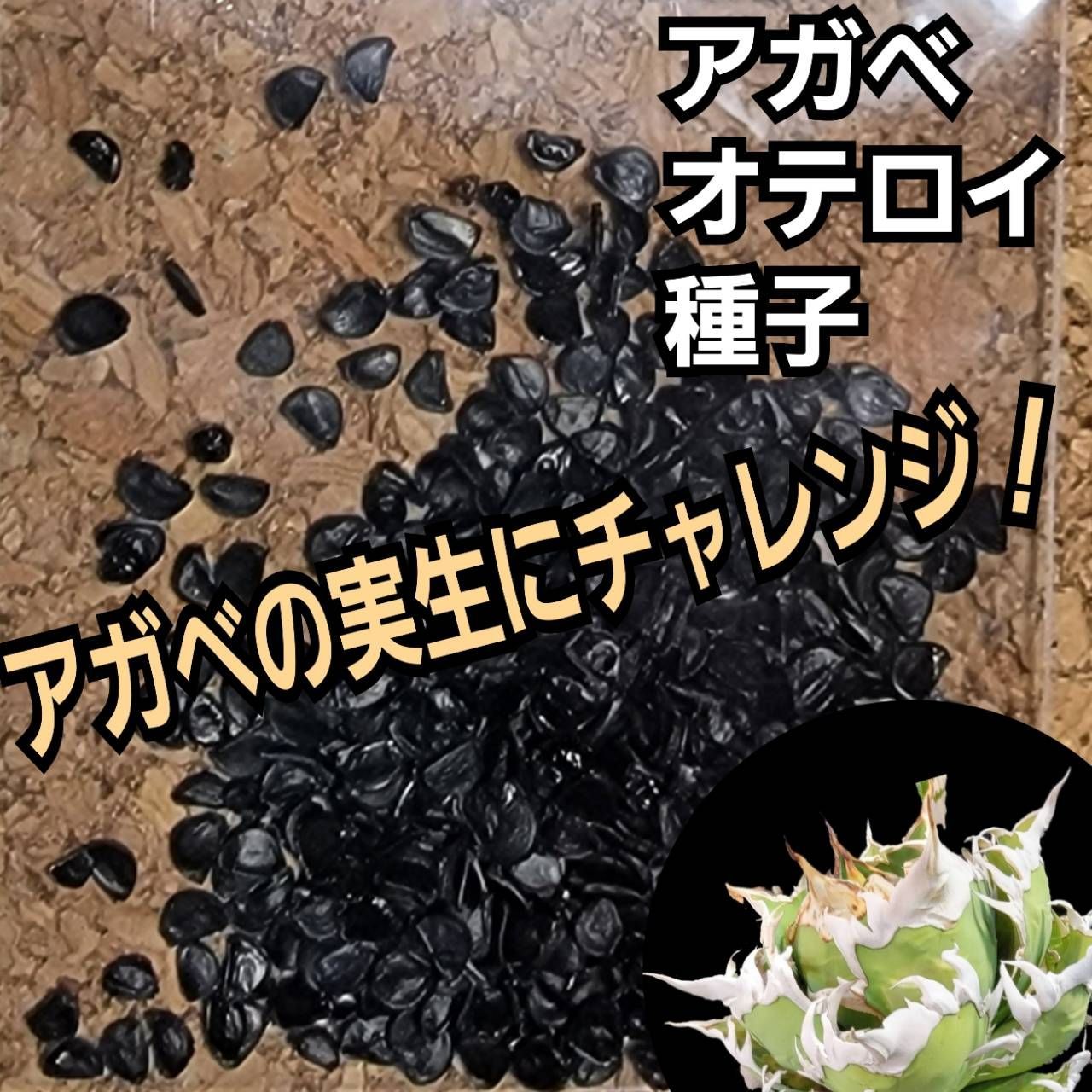 4月入荷 オテロイ 種子 2000粒 チタノタ アガベ bb554007eefb47c30426423e947667