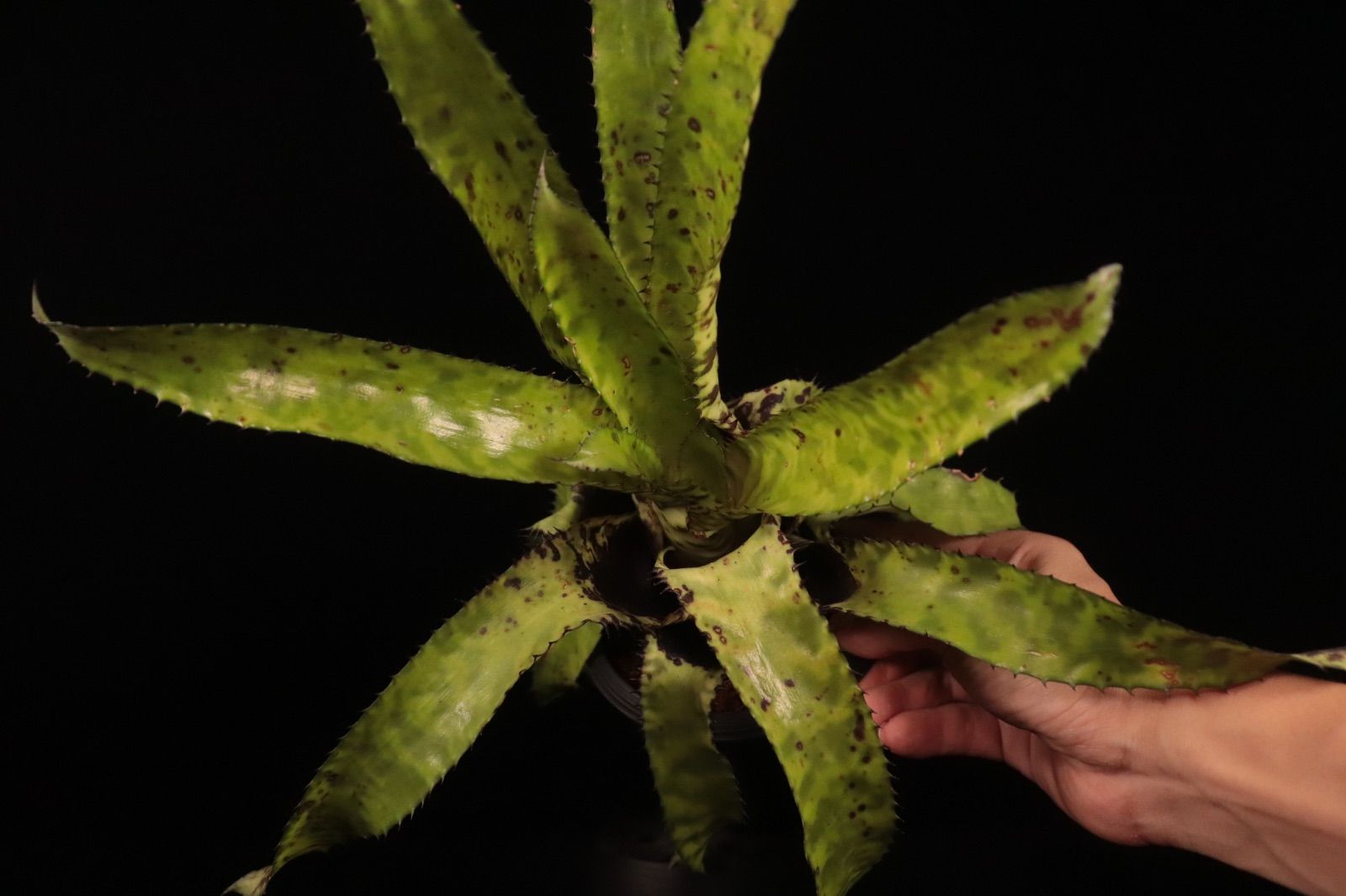 xHohenmea 'Ninja Starburst' 〔ホヘンメア〕H217 送料無料】xHohenmea 'Ninja Starburst'〔ホヘンメア〕現品発送