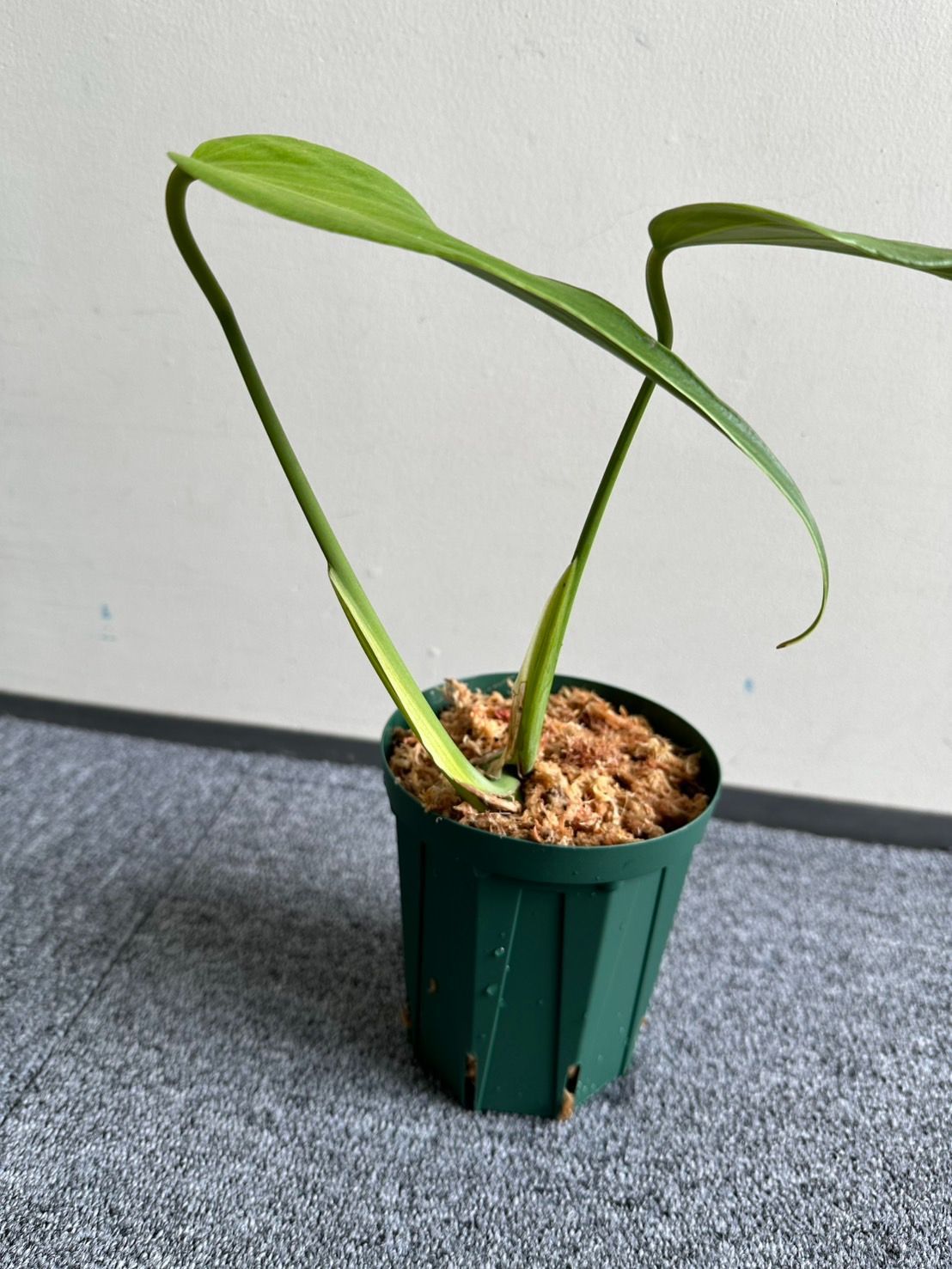 激レア モンステラディラセラータ KhK》レアMonstera dilacerata 激レア モンステラディラセラータ KhK》レアMonstera dilacerata