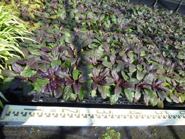 苗|苗木 84ポットセット アジュガ 9cmポットあじゅが 苗木 苗 植木 庭木 生け垣 ka 84本 84