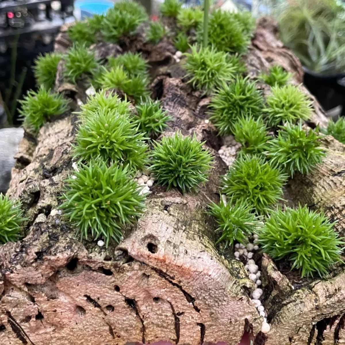 ◇ チランジア アエラントス テディベア 特大サイズ 84