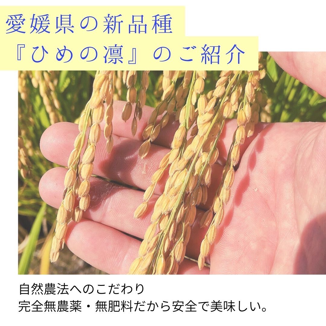自然農法『ひめの凛』(玄米30kg)-1