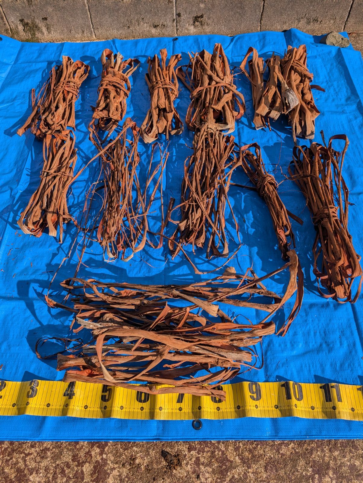 採集状態で保存2.4キロ令和2年産