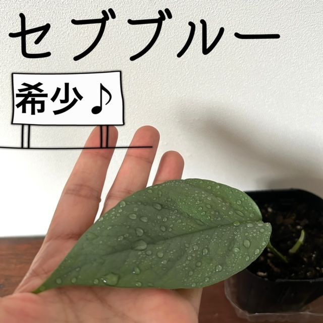 【ポトス/エピプレムナム ピナツム セブブルー/Epipremnum Pinnatum Cebu Blue/35】国産 希少 レア ハンギング