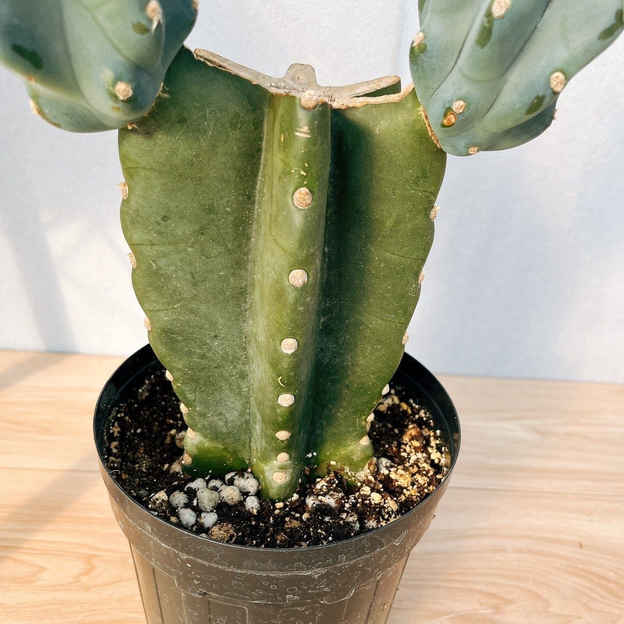 在庫］柱サボテン 鬼面角 ブランチ 6号 観葉植物 室内 大型 おしゃれ