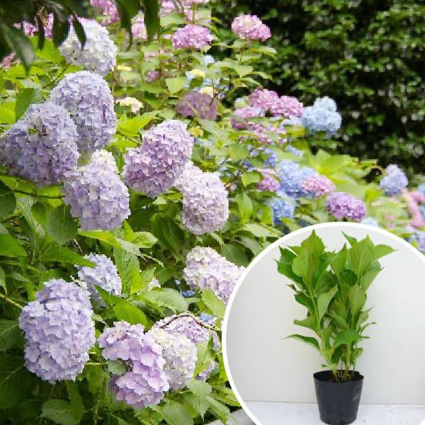 苗|苗木 60本セット アジサイ 樹高0.3m前後 15cmポット 色指定なし 造園用 あじさい 紫陽花 西洋アジサイ 苗木 苗 植木 庭木 生け垣 ka 60本 60