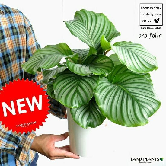カラテア オルビフォリア 6号 白色 プラスチック鉢 受皿付き Calathea orbifolia クズウコン 敬老の日 ポ