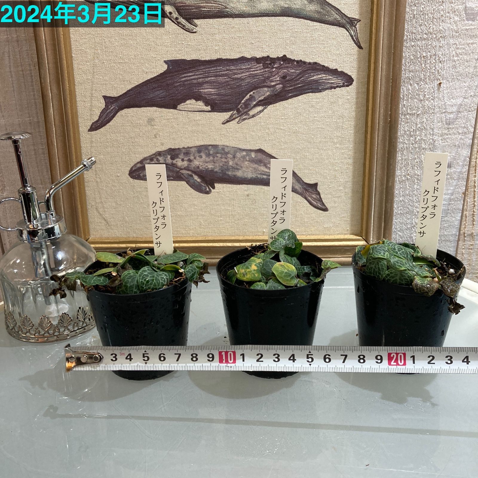 観葉植物 ラフィドフォラ クリプタンサ 2.5号ポット(個体おまかせ1鉢