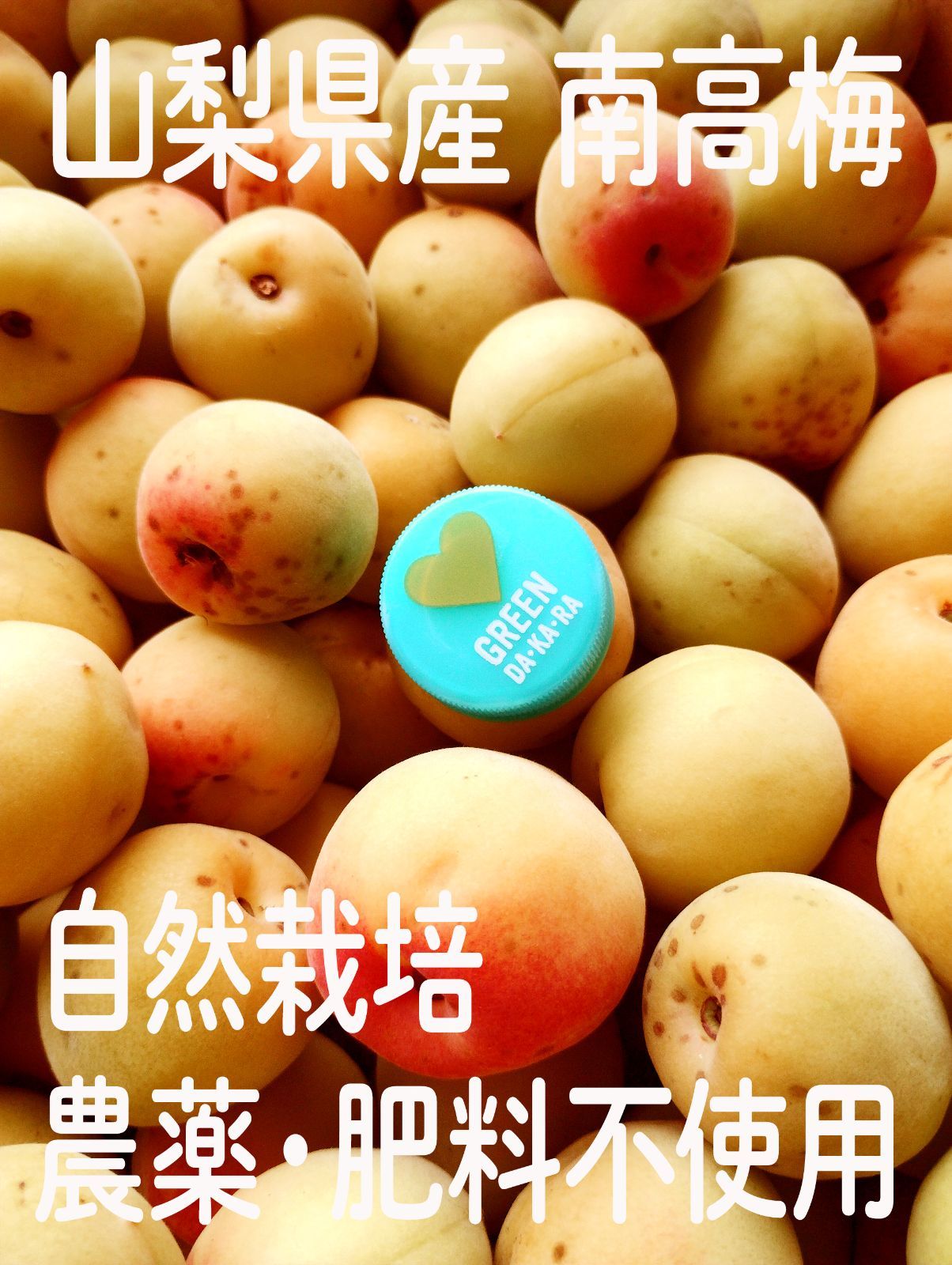 約6kg　南高梅　自然栽培　農薬・肥料不使用　大粒小粒MIX　山梨県産 約6kg 南高梅 自然栽培 農薬・肥料不使用 大粒小粒MIX 山梨県産