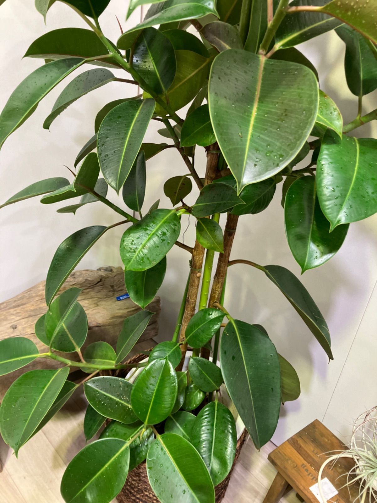 引退品】遊戯王OCG まとめ売り【旧レリ、ホロなど】 引退品】遊戯王OCG