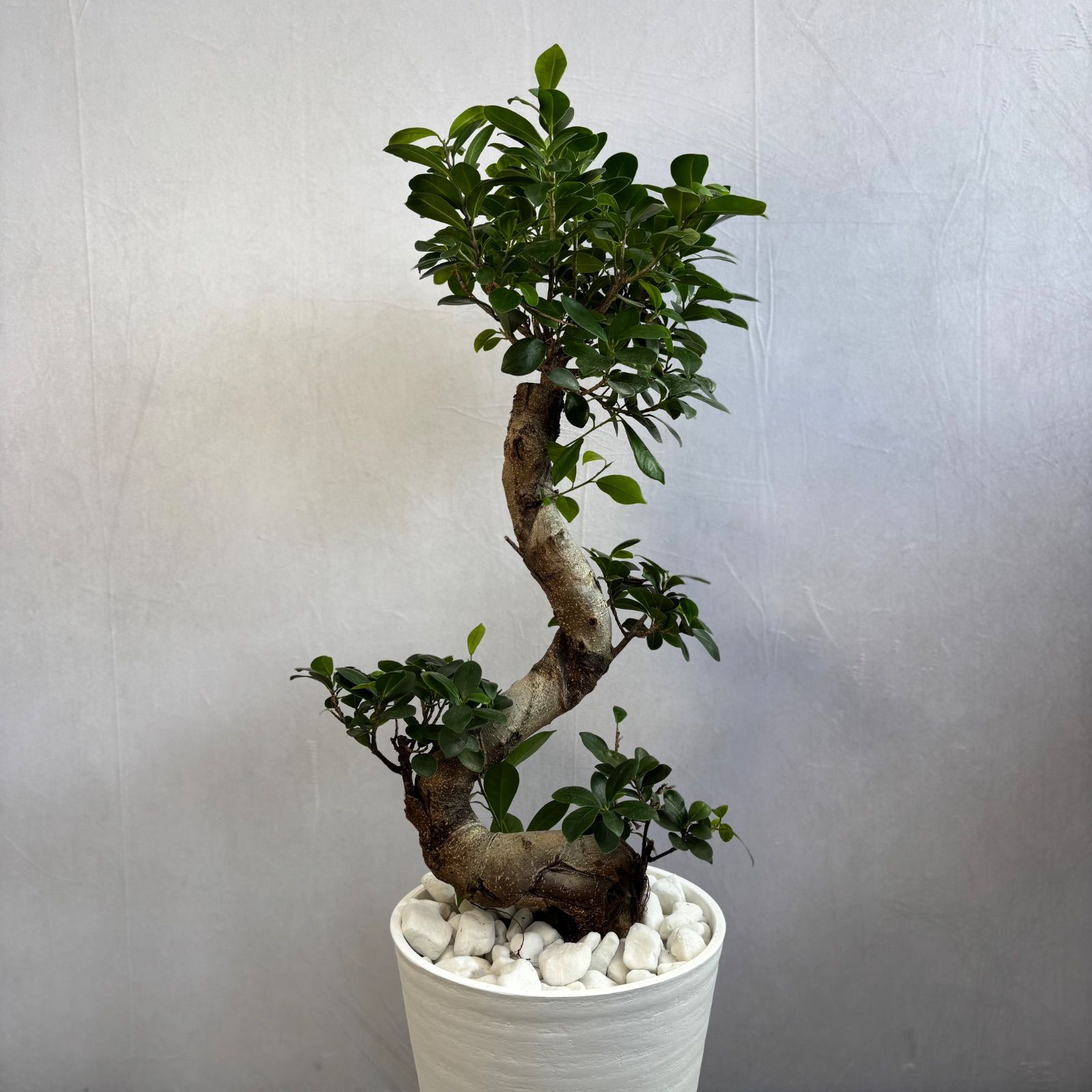 ガジュマル 曲がり 昇り龍 縁起物 開店祝い 観葉植物 - メルカリ