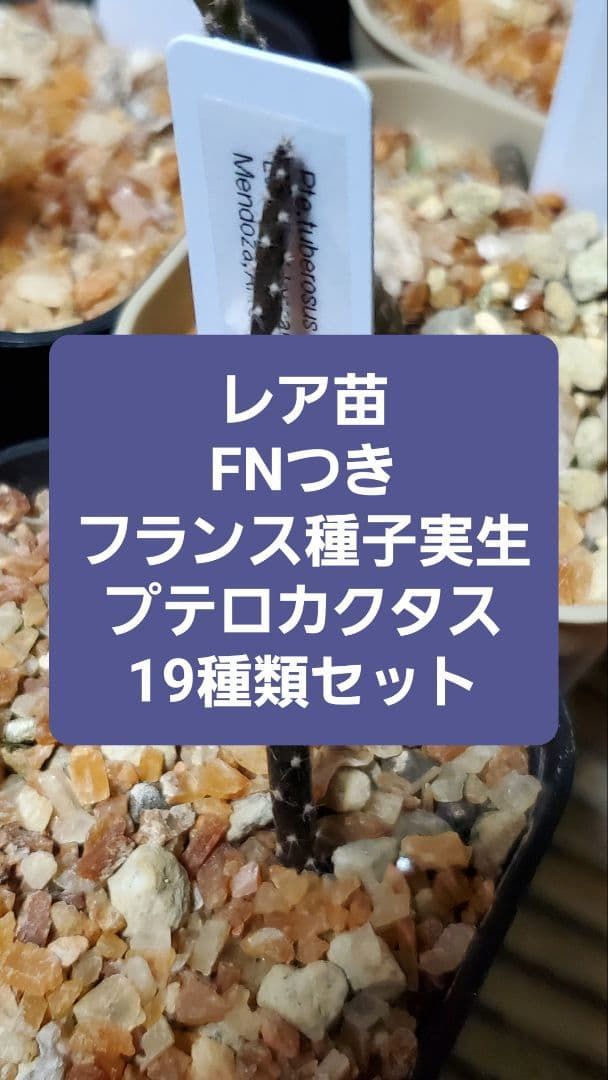激 プテロカクタス フランス種子実生 19種類セット