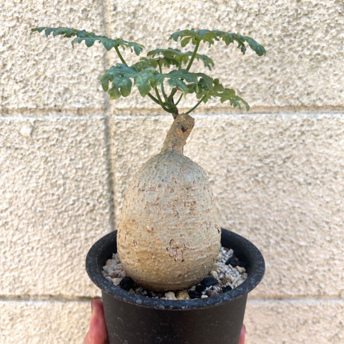 アデニア ペリエリ 現地株 発根済み - 植物/観葉植物