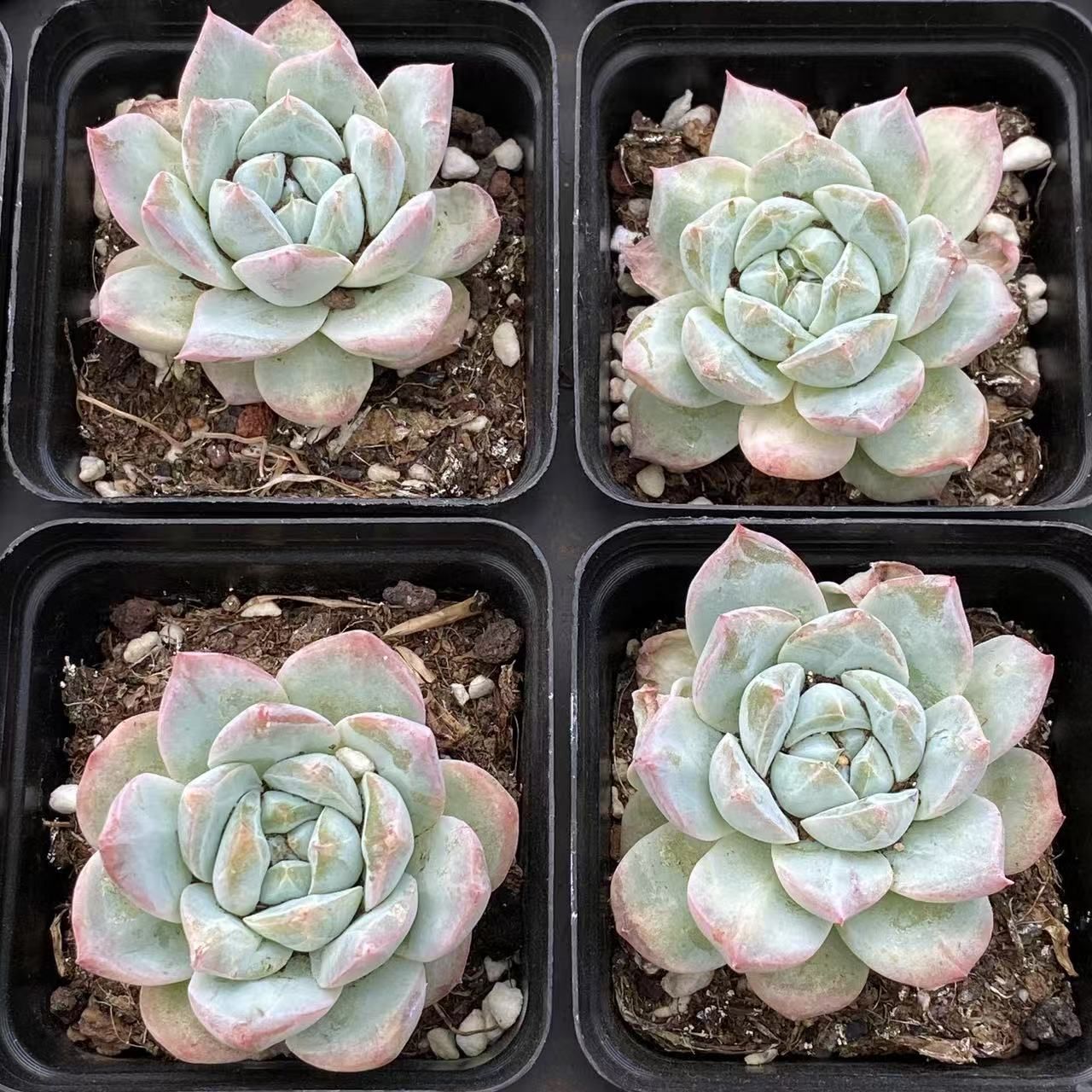 50株の抜き苗セット】アイスドリーム 多肉植物 佐川急便発送