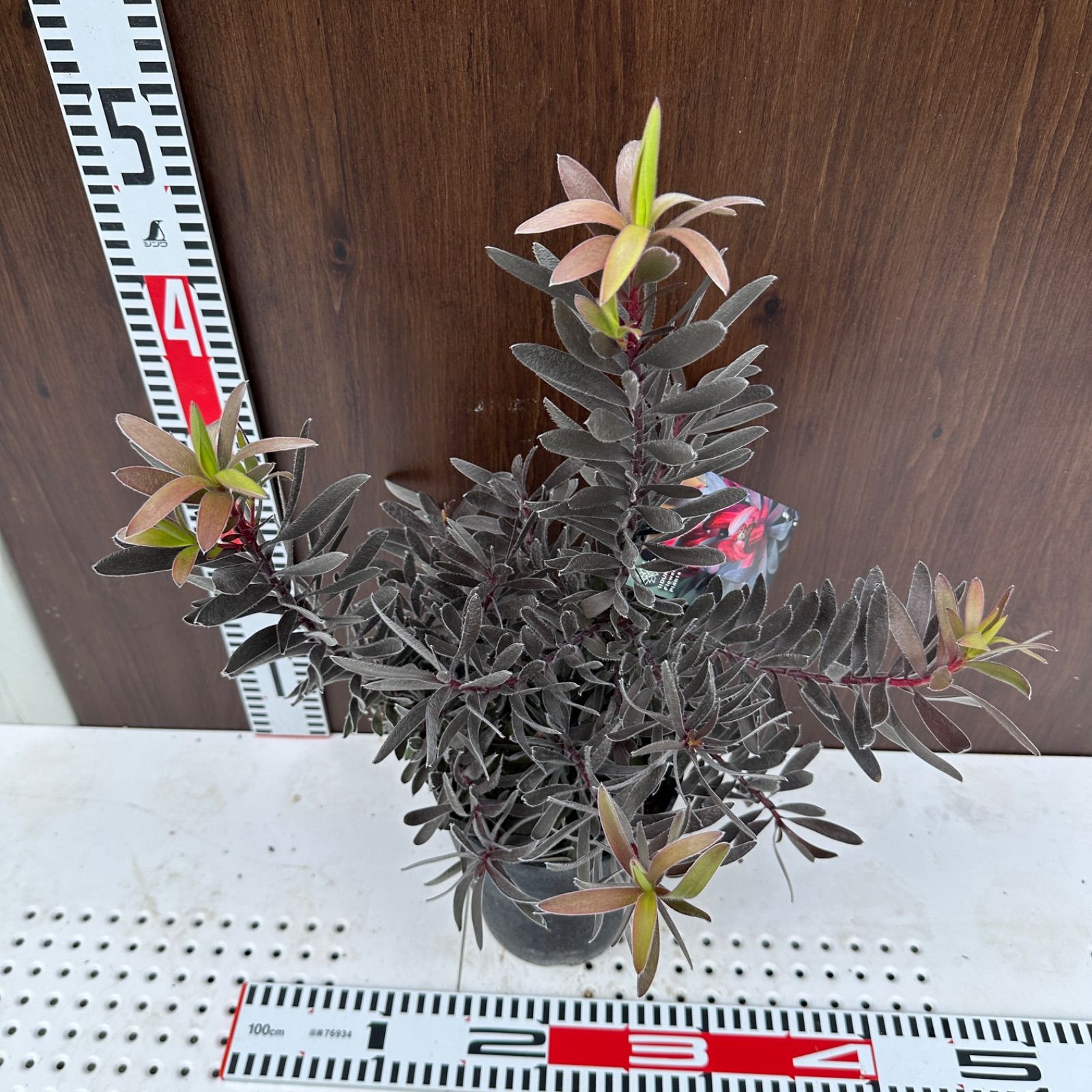 現品 ④ リューカデンドロン デュリフ 5号 オージープランツ ④
