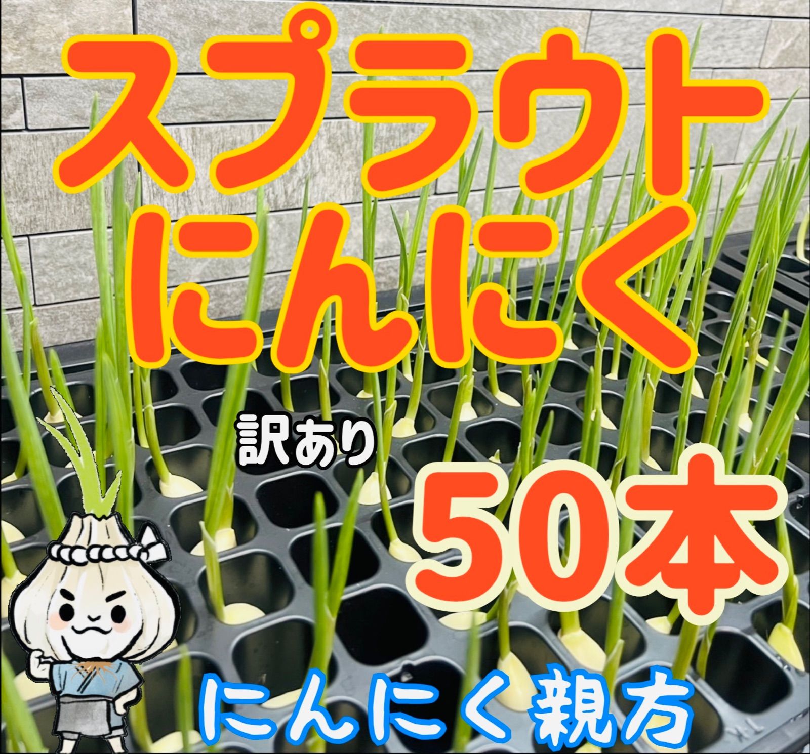 スプラウトにんにく 驚きの栄養価 発芽にんにく 35本 にんにく親方 - 野菜