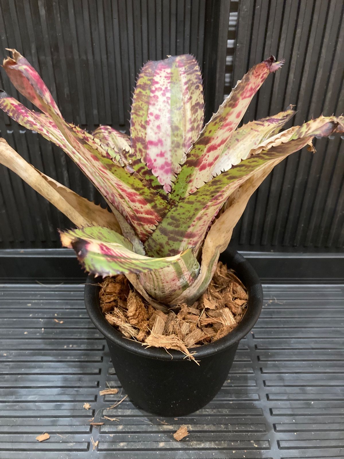 Neoregelia White Walker No Variegated