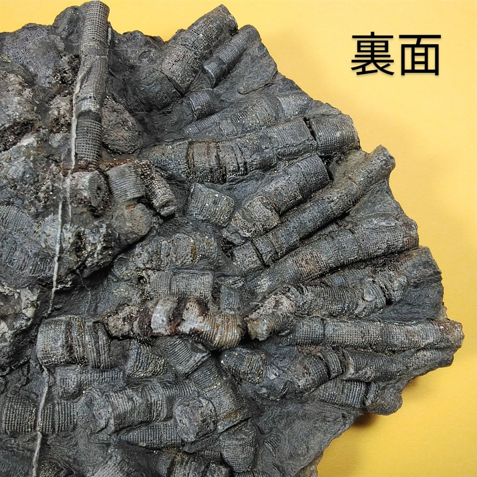 極上 ウミユリ トラウマトクリヌス 化石 本物 貴州省産 46cm um1 極上 ウミユリ トラウマトクリヌス 化石 本物 貴州省産 46cmum1