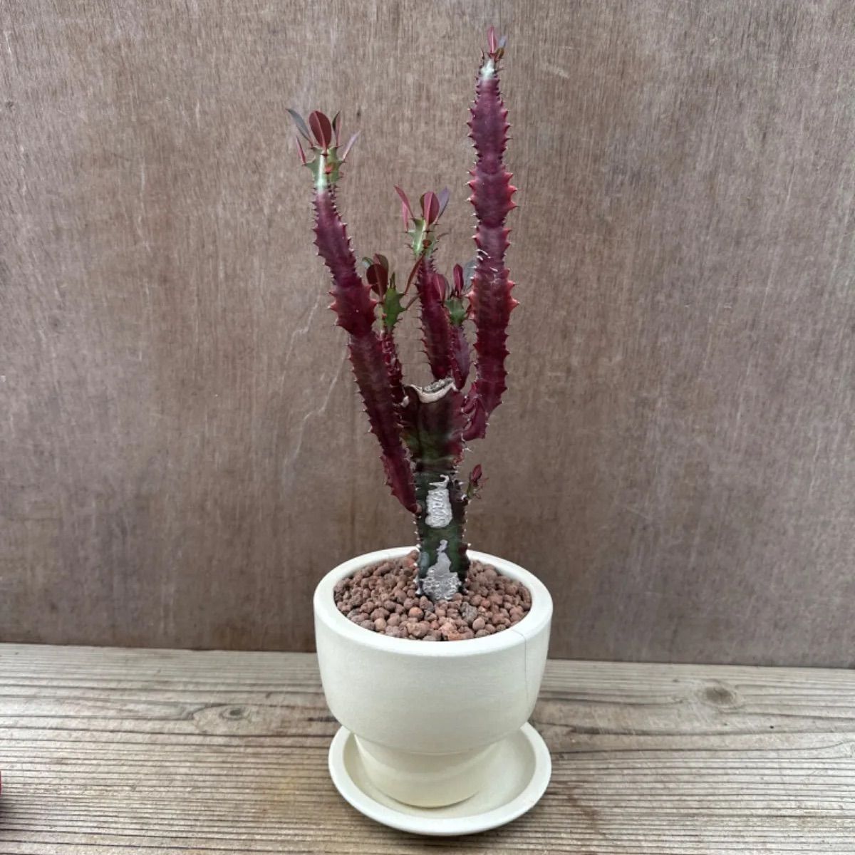 ユーフォルビア 紅彩雲閣 鉢植え白 Euphorbia trigona f. rubra ユーフォルビア属 赤色彩雲閣 現品 観葉植物 観葉 植物 珍奇 植物 珍奇 珍しい レア 希少 多肉植物 多肉 カクタス インテリア プレゼント - メルカリ