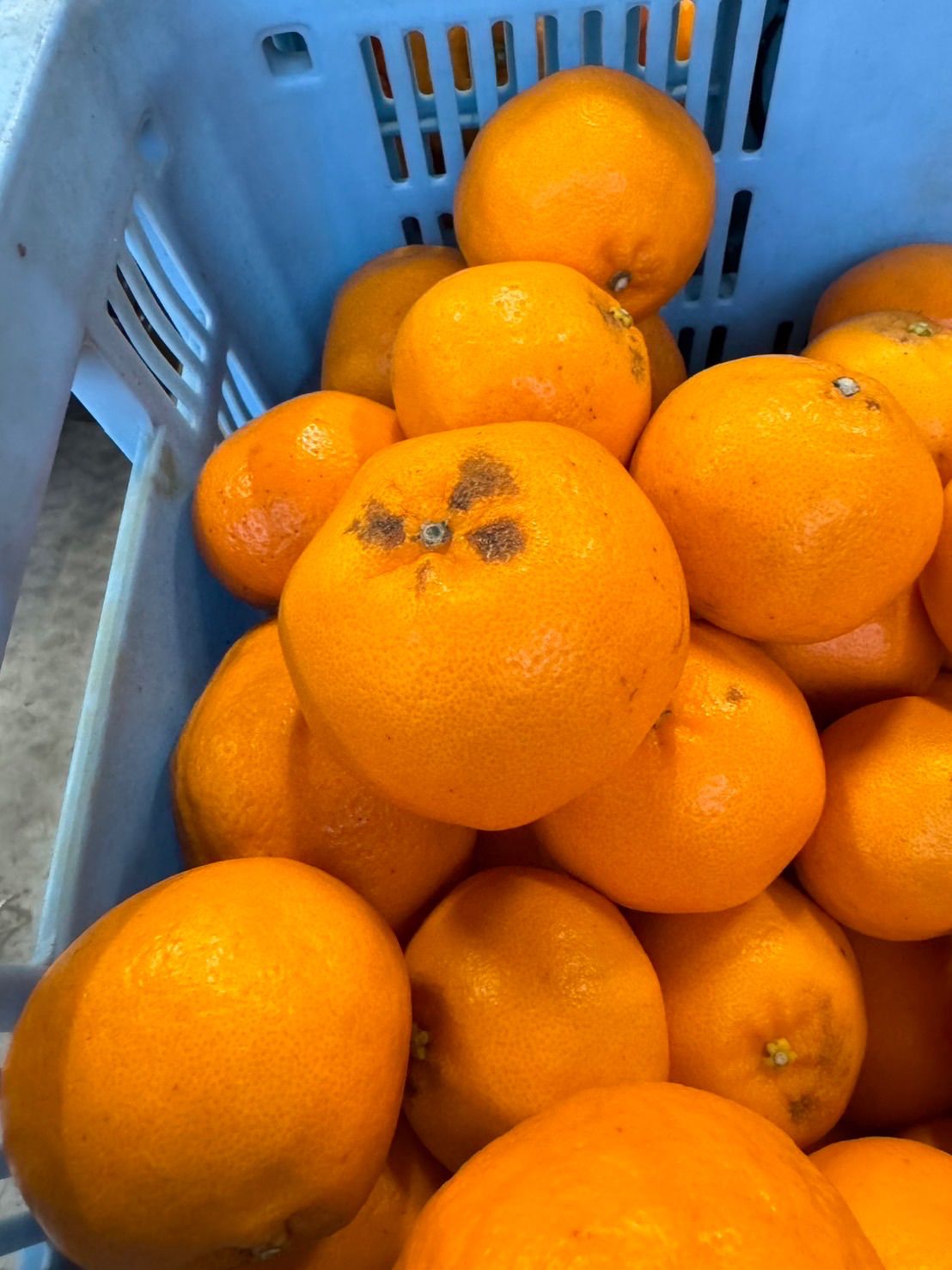 はるみ5kg 家庭用(送料無料)｜繊細な薄皮から濃厚な甘い香りが