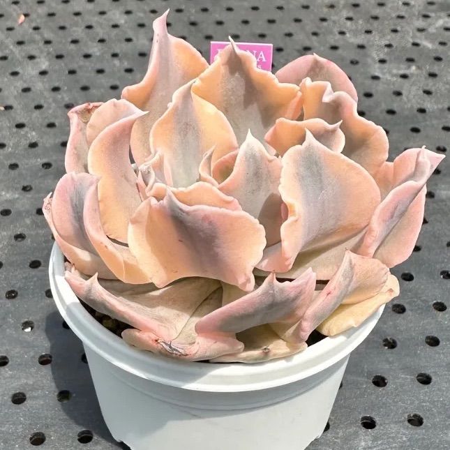 多肉植物　シャフラン錦　韓国苗 多肉植物 シャフラン錦 韓国苗 多肉植物 pariʚ❤︎ɞtaniku