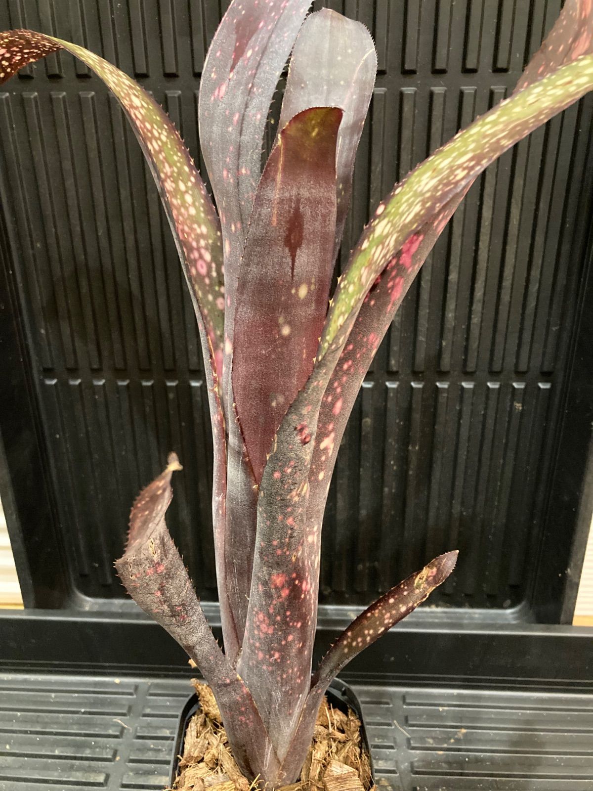 ビルベルギア Billbergia Dream land Billbergia ビルベルギア