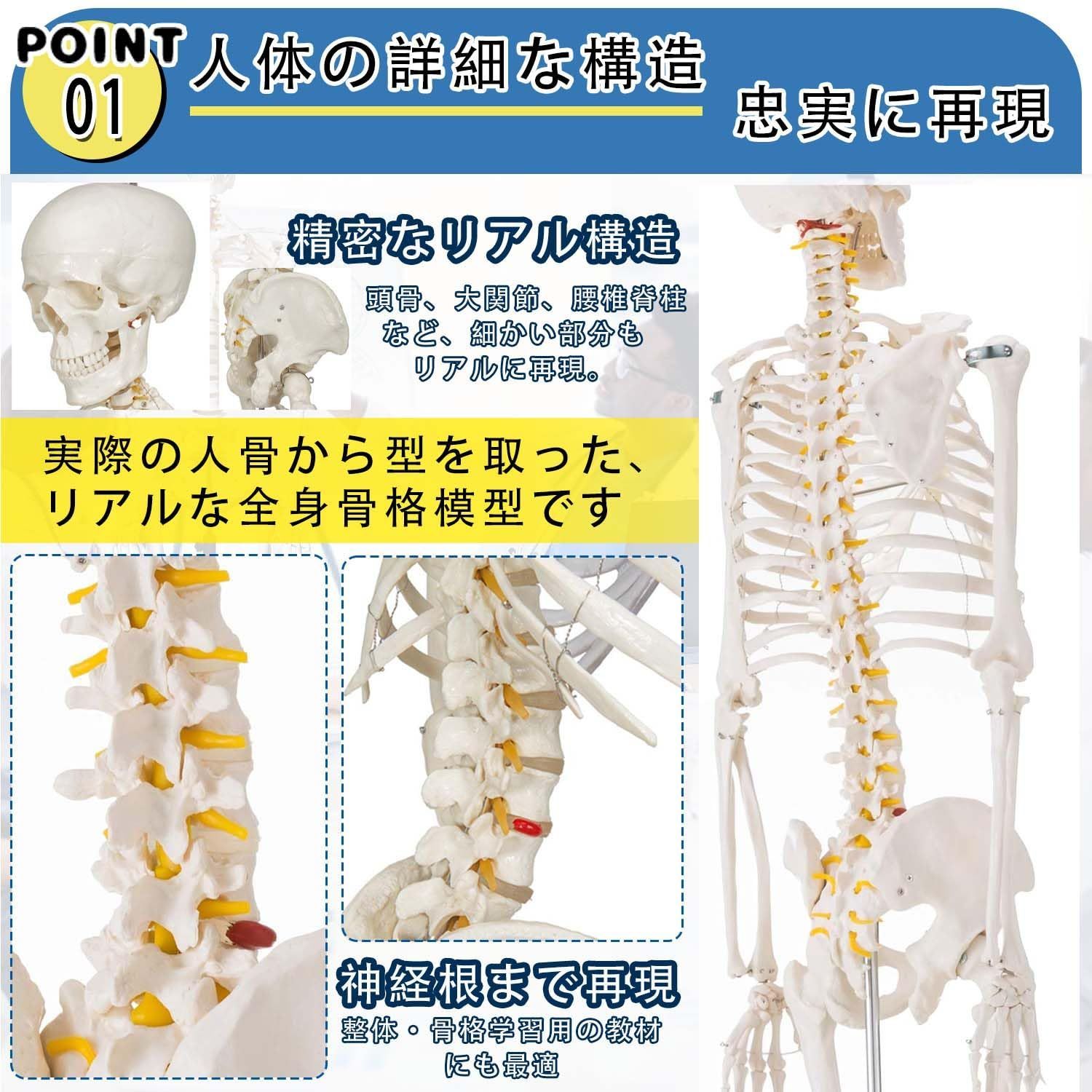 骨模型 全身 等身大 人体模型 170cm 骨格模型 高精度 神経根有り