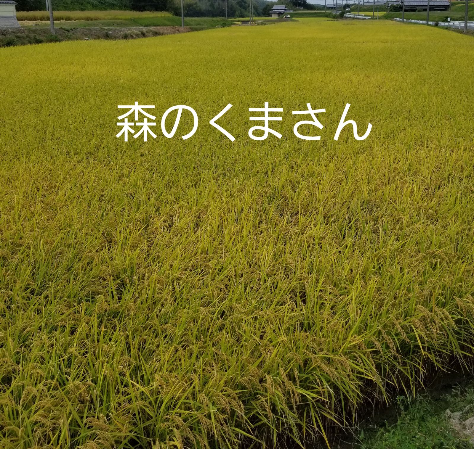 生活応援米❗淡路島産森のくまさん令和3年のお米です❗玄米30kg