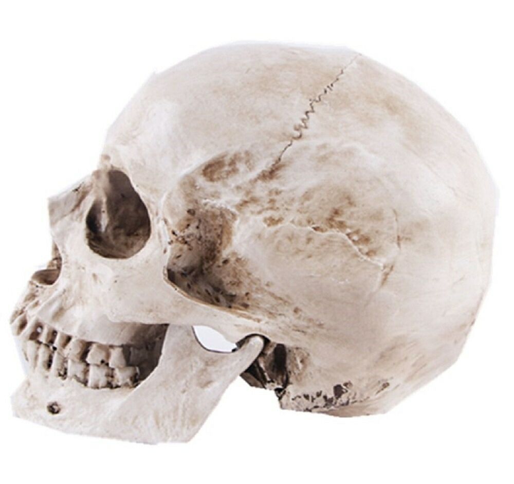 実物大 頭蓋骨 あごが動く可動式 骸骨 人体模型 骨格標本 骨格模型 USTAUSTRALIA_COM_AU