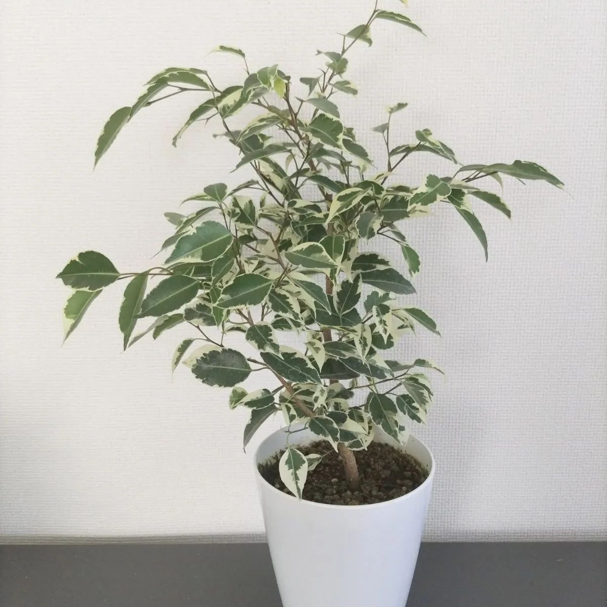 フィカス　ベンジャミン　ゴールデンプリンセス フィカス・ベンジャミン・ゴールデンプリンセス | 株式会社 野沢