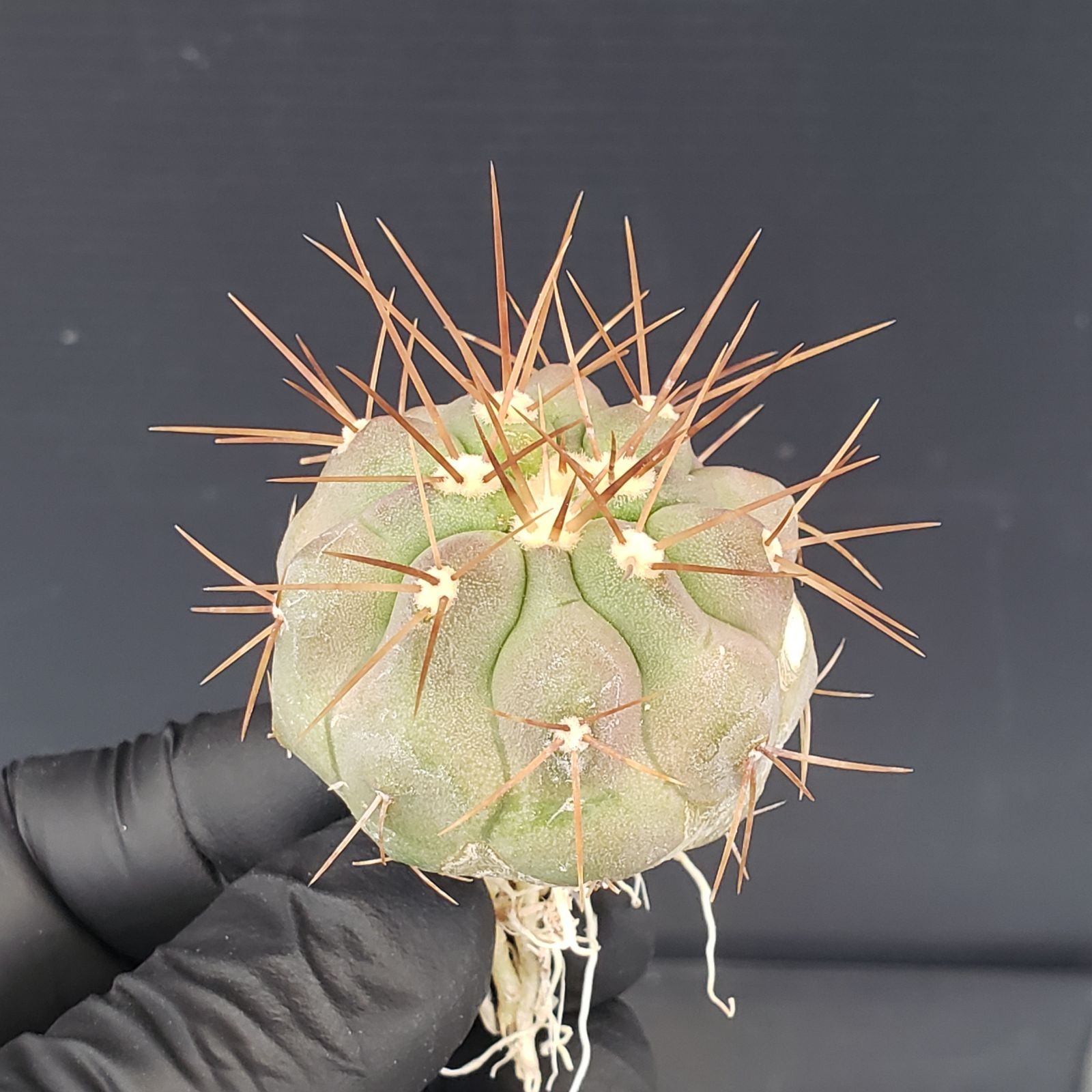 C418【最新到着】Copiapoa シネレア ハセルトニアナ（逆鱗丸