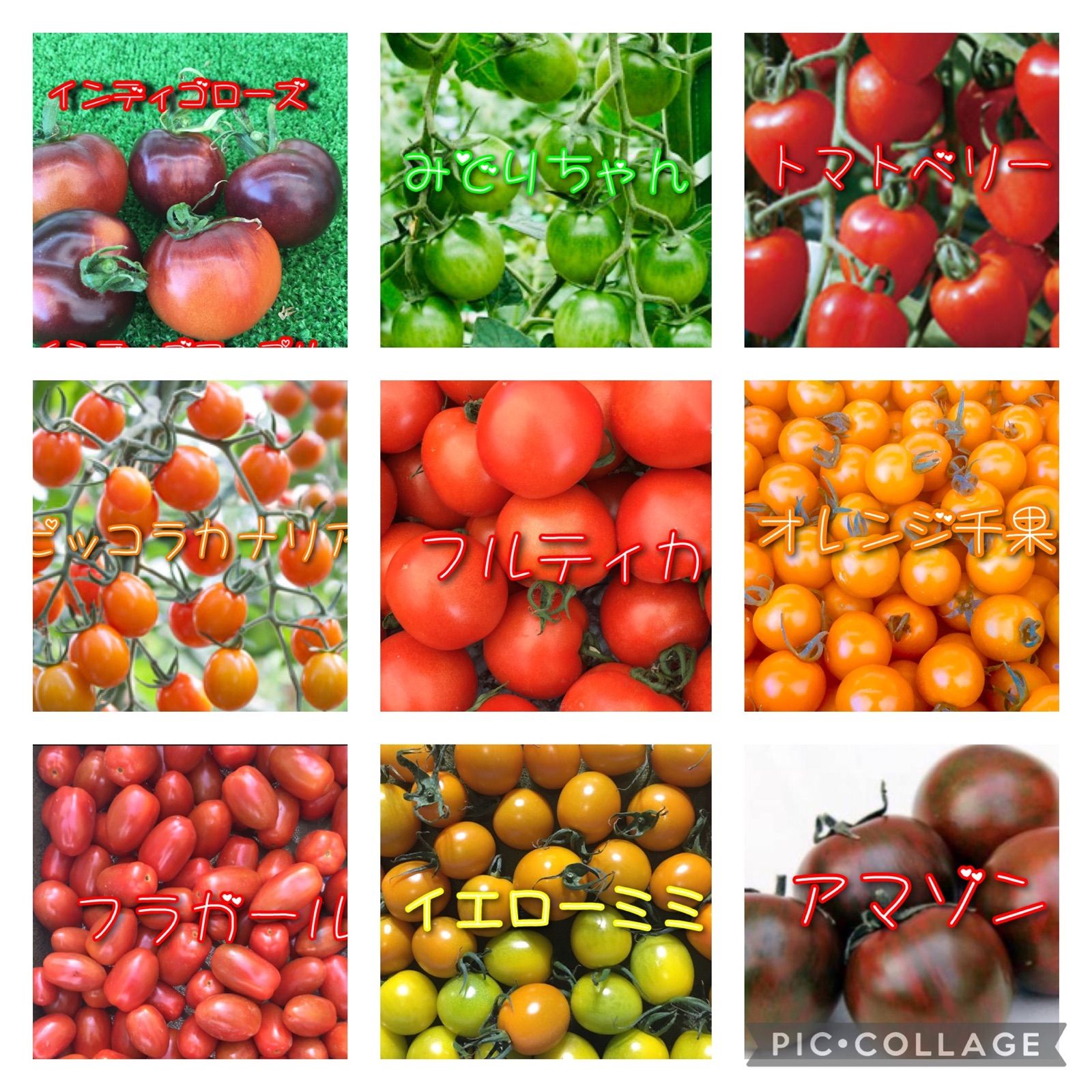 カラフルトマト🍅(トマトの宝石箱!)農家👩‍🌾直送🚚！コンパクト