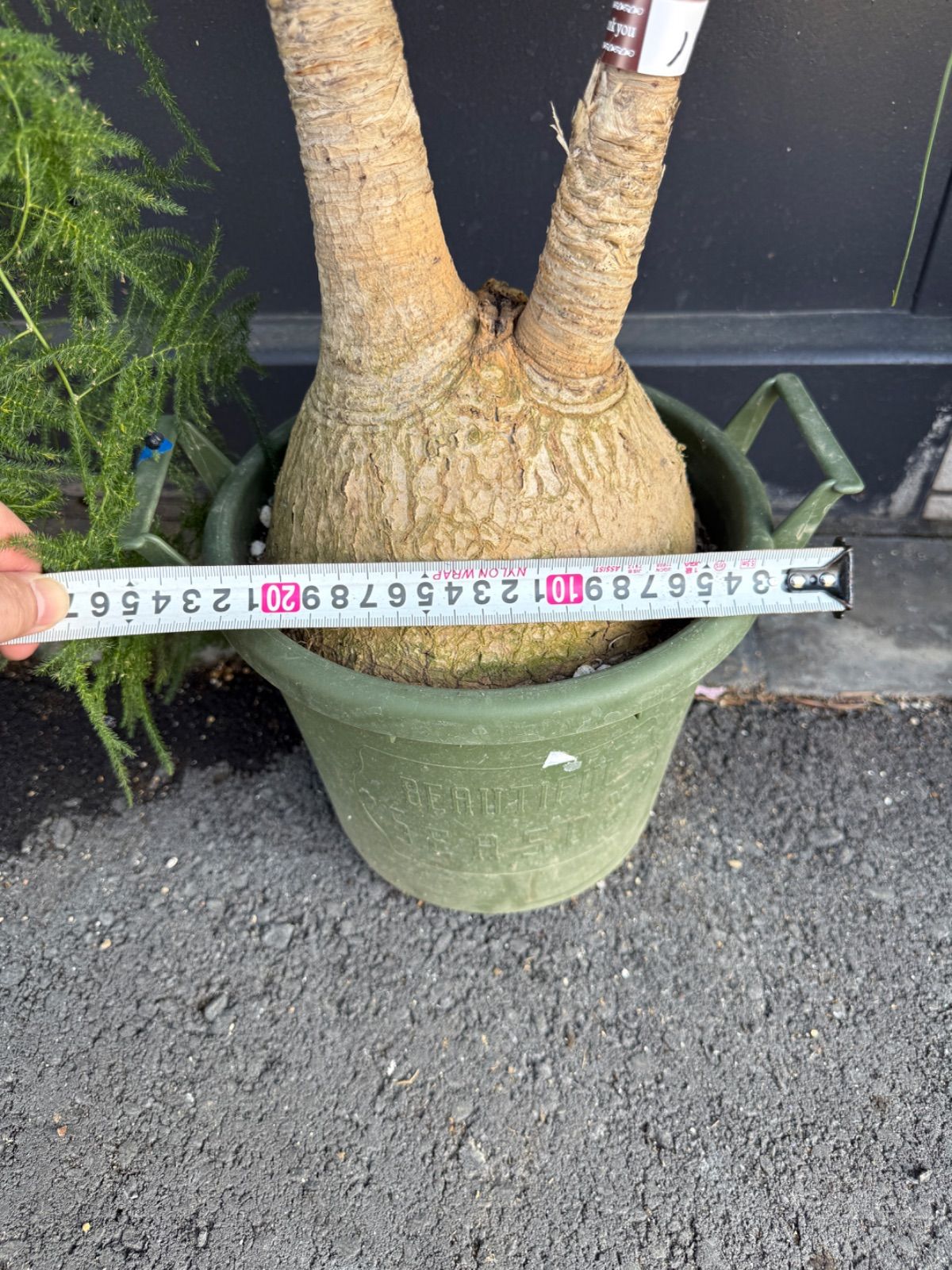 希少、極上斑】フィロデンドロン イルセマニー / 安心の発根済み