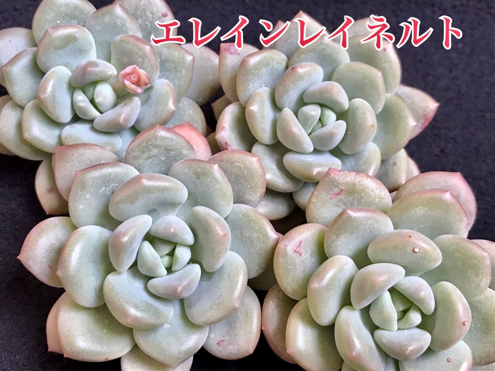 ☆グラプトベリア エレインレイネルト 多肉植物 韓国苗☆