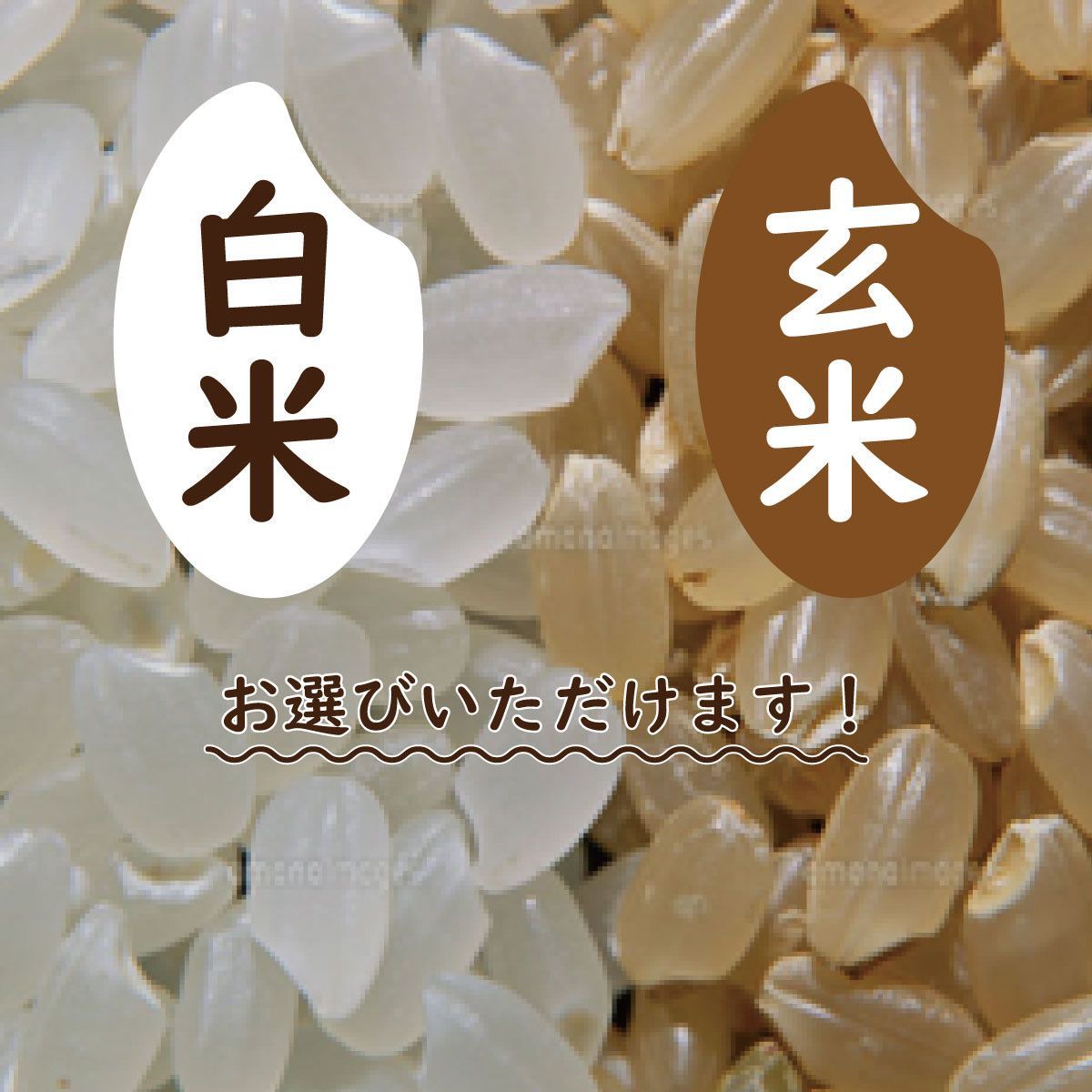 ありがとうございます。完売いたしました。】【蛍の里のコシヒカリ】20㎏ 令和５年産 一等米 送料無料 - メルカリ