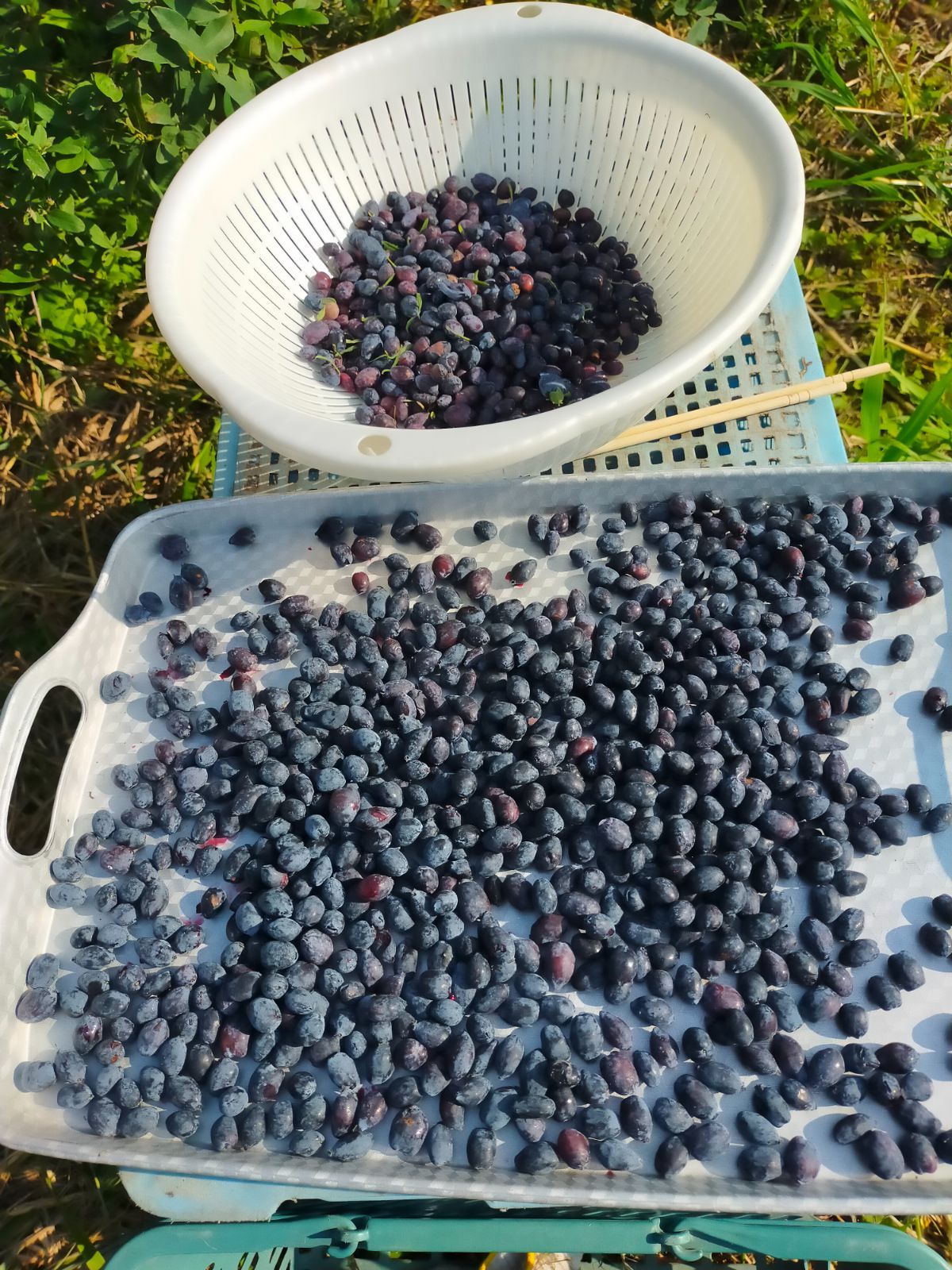 ハスカップ 3キロ ハスカップ 3キロ ハスカップ 8キロ ハスカップ 8キロ