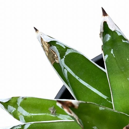 アガベ ビクトリア レジーナ(姫笹の雪) 4号 個体A 多肉植物 インテリア 