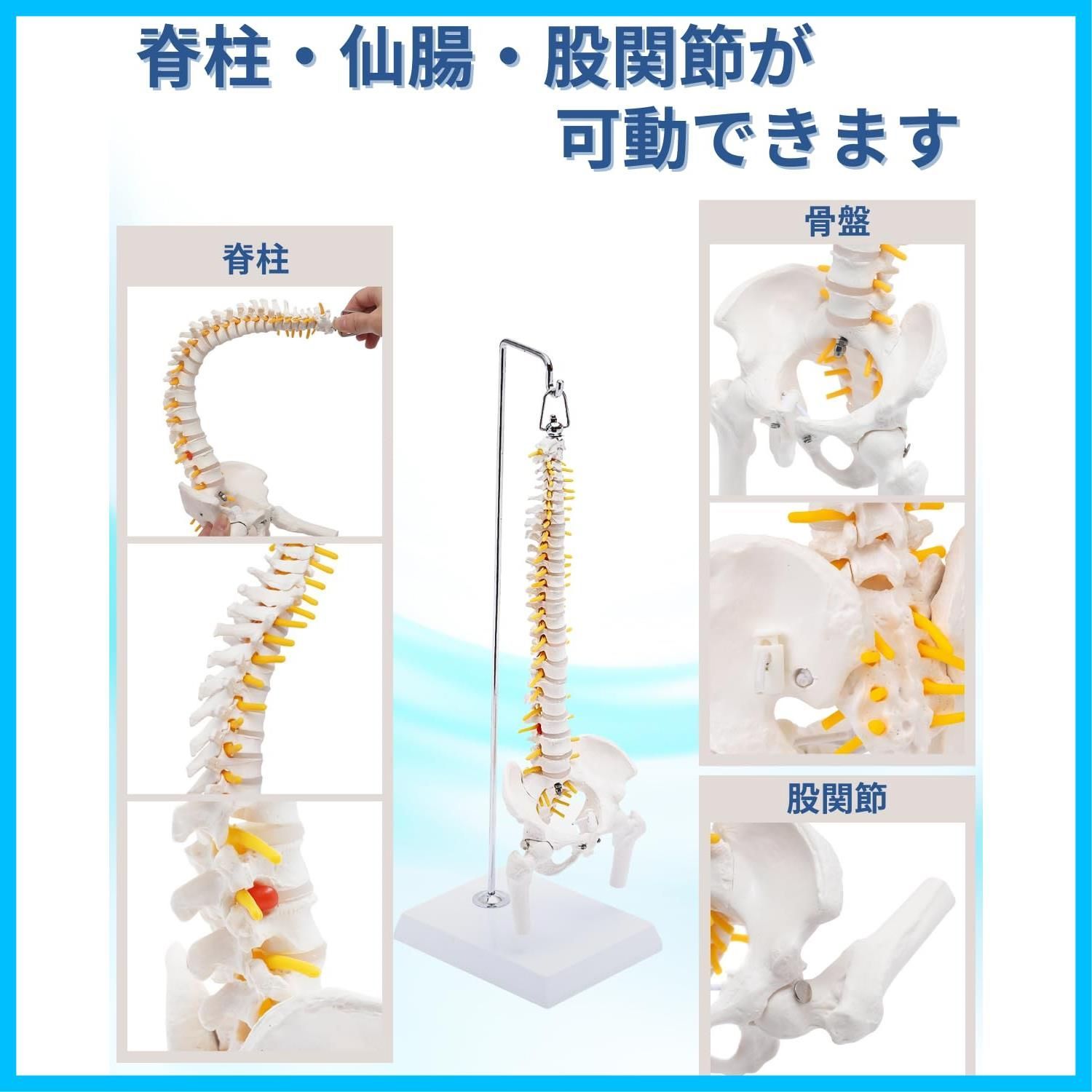 骨格標本 骨盤
