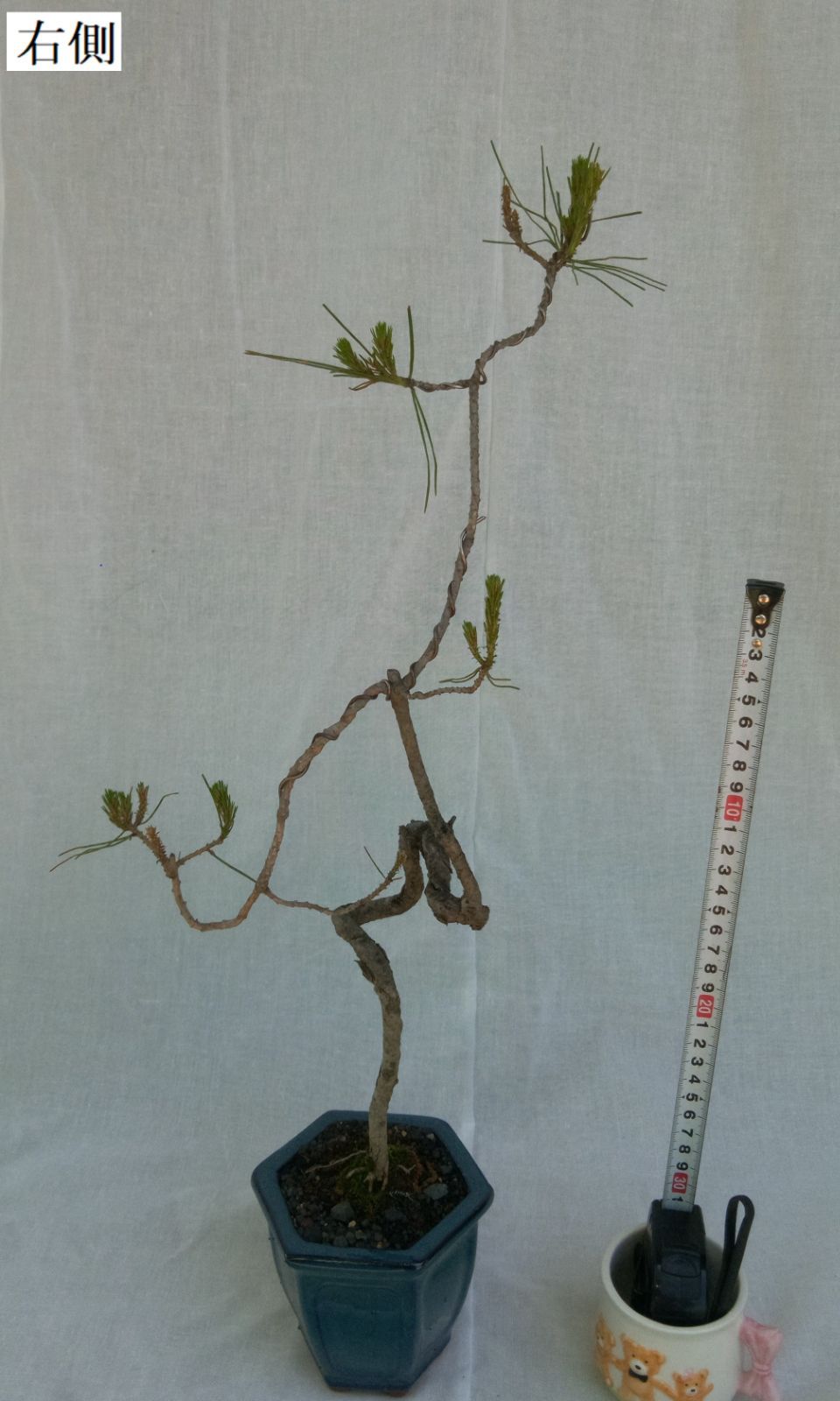 お値打ち 値下げ‼️赤松 小盆栽 曲もの dgipr.kpdata.gov.pk