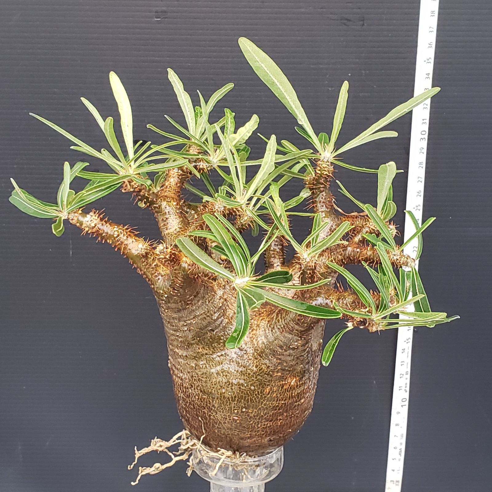 パキポディウムグラキリス パキポディウム グラキリス-PG294 | Supervoid Caudex