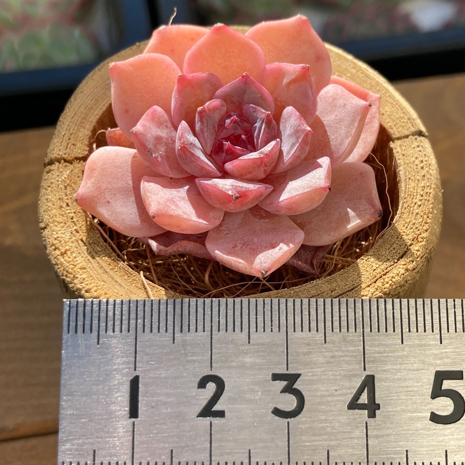 エケべリア スイートハート 多肉植物韓国苗【ポコ多肉】 - メルカリ