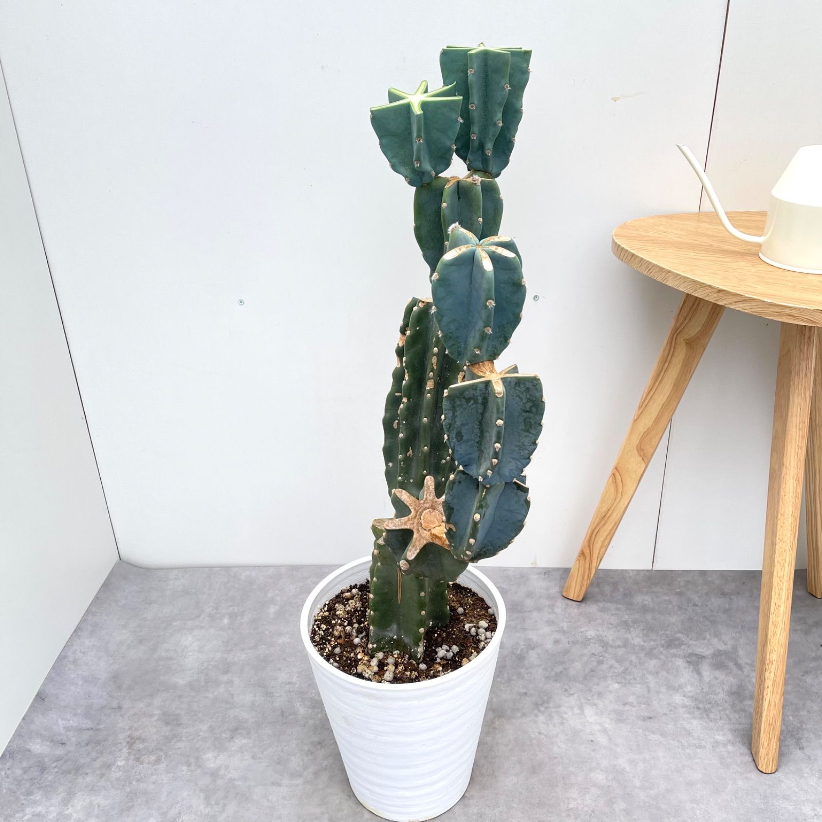 観葉植物