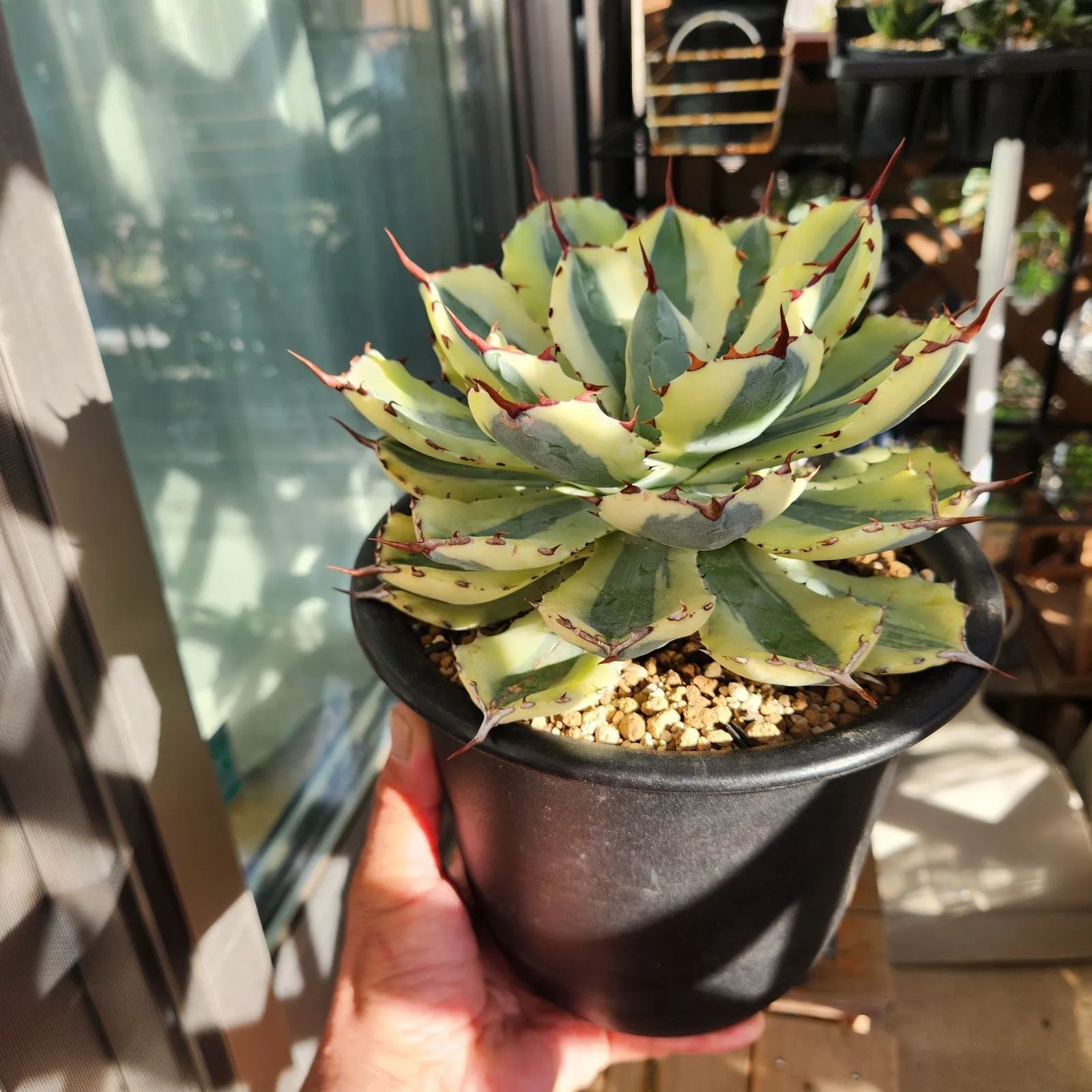 現物】アガベ スーパークラウン（吉祥冠錦）大株 【鉢のまま送付