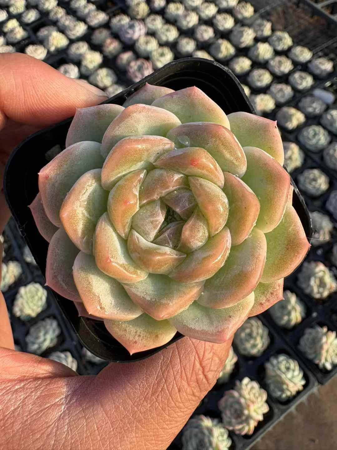 50株の抜き苗セット ウサギ ジェニー 多肉植物 佐川急便発送 エケベリア 韓国苗 XJB639