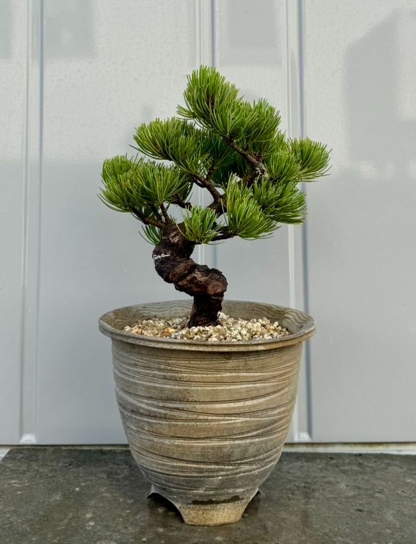 五葉松（盆栽）持ち込み古い 五葉松の盆栽を買う前に、知って欲しい3