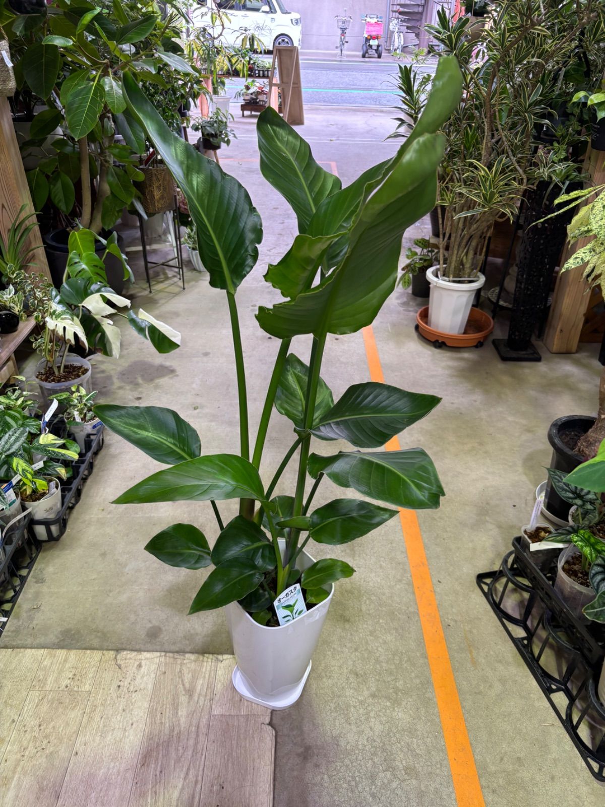 ストレリチア ニコライ オーガスタ 8号 耐陰性あり シンプル オシャレ 観葉植物 インドア インテリア グリーン 屋内 ショップ リビング 店 装飾